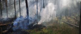 pożar ścioły w lesie