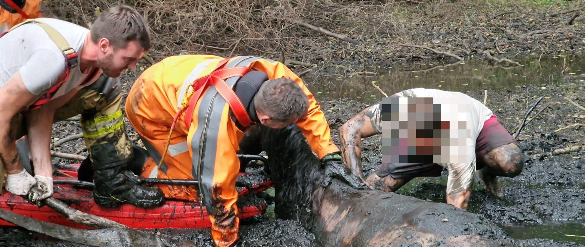 Strażacy oraz właściciel konia wydobywają konia z bagna