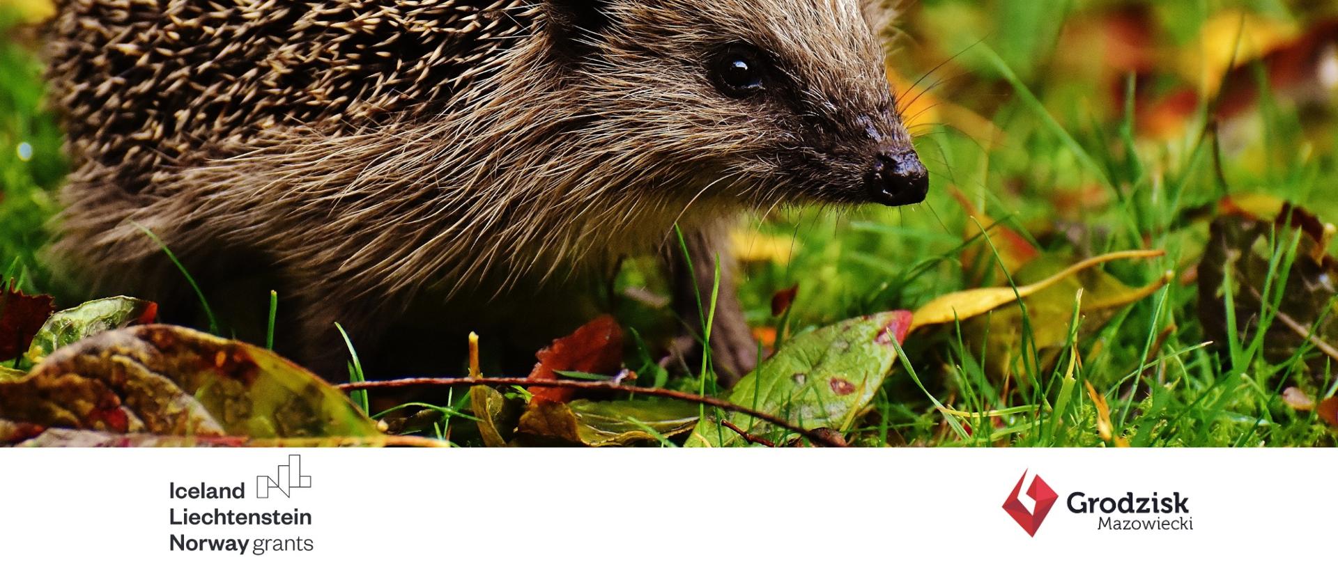 Projekt pn. „Inwestycje w zakresie zielono-niebieskiej infrastruktury w Grodzisku Mazowieckim”