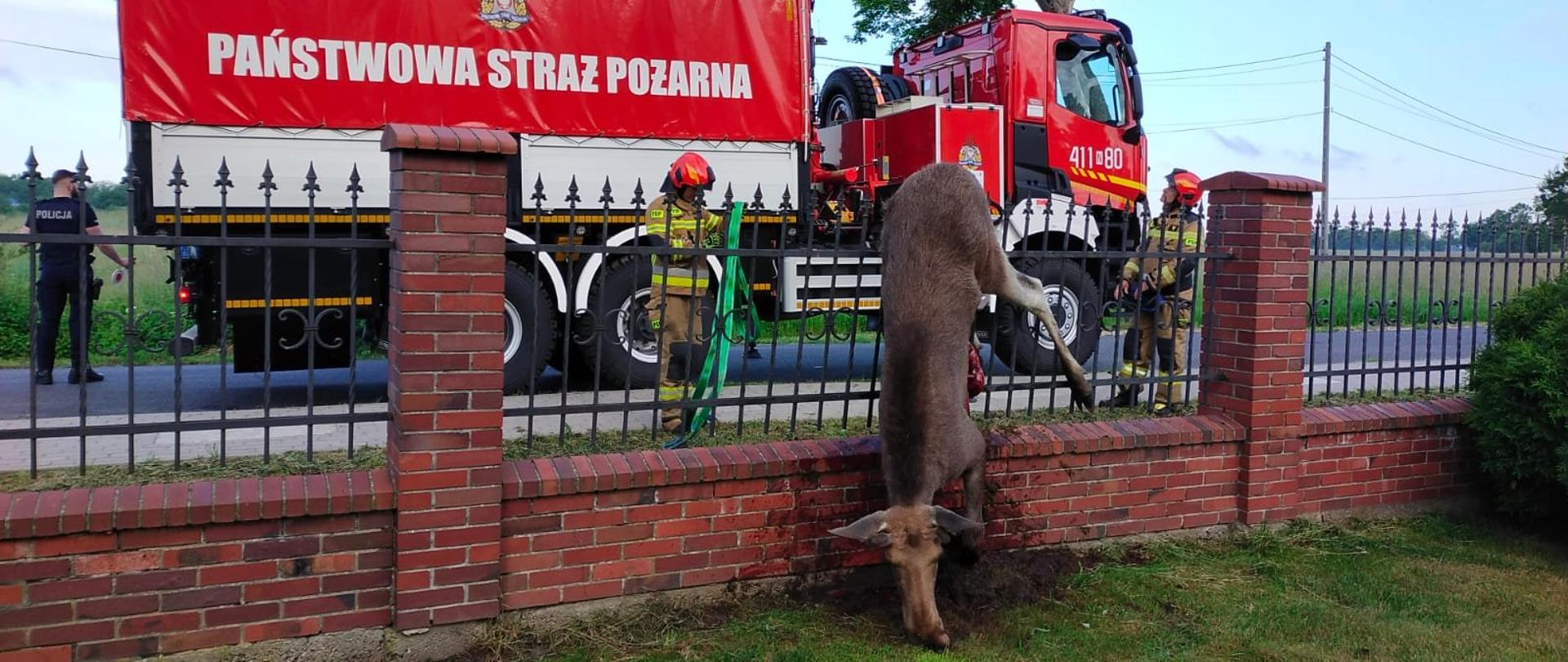 NA metalowym płocie z murowanymi z cegły słupkami wisi martwe zwierzę łoś. dalej na drodze samochód strażacki i dwóch strażaków przygotowują się do ściągnięcia zwierzaka.