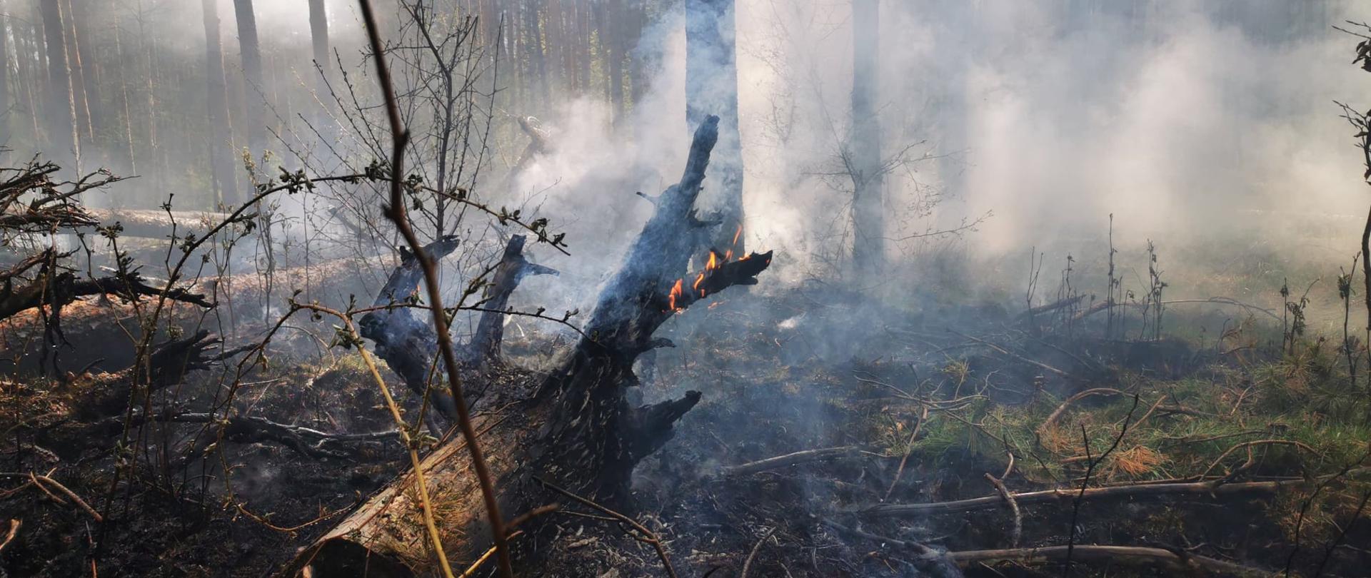 pożar ścioły w lesie