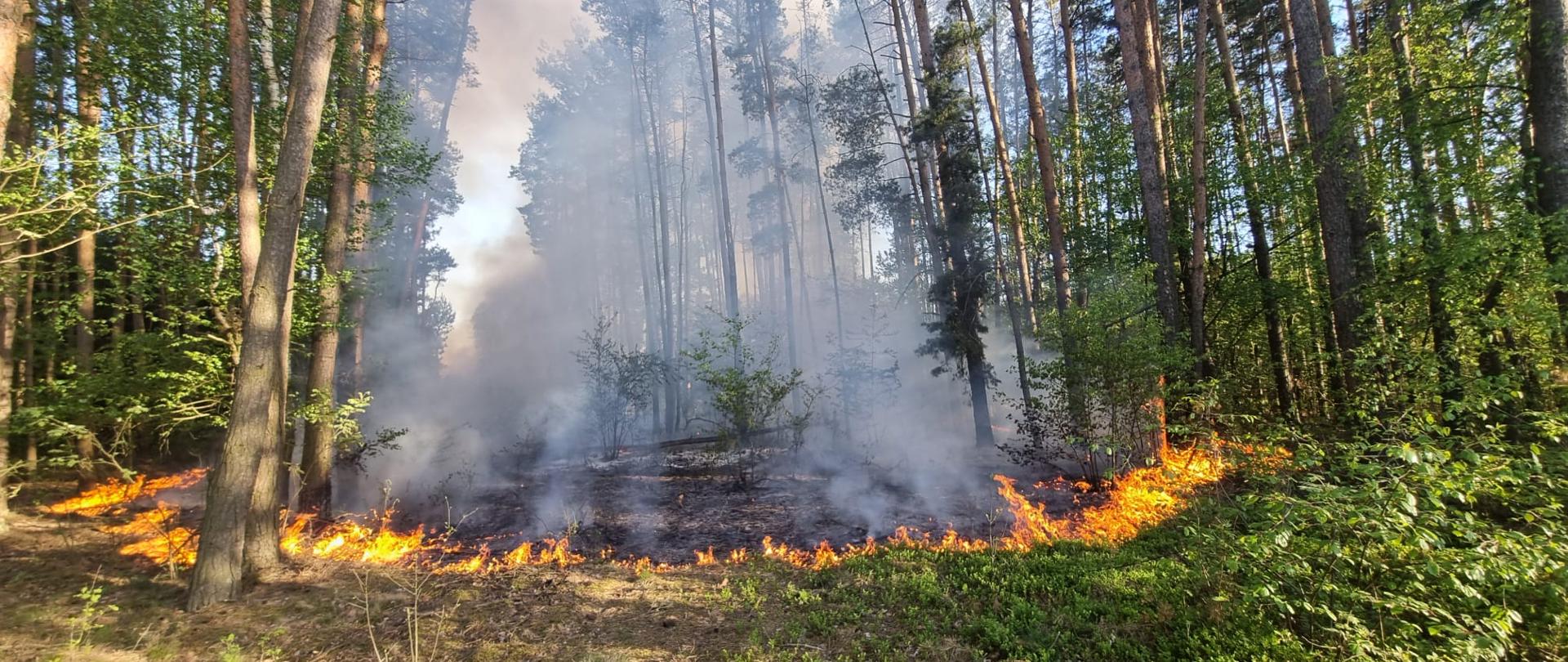 Las w trakcie pożaru poszycia leśnego.