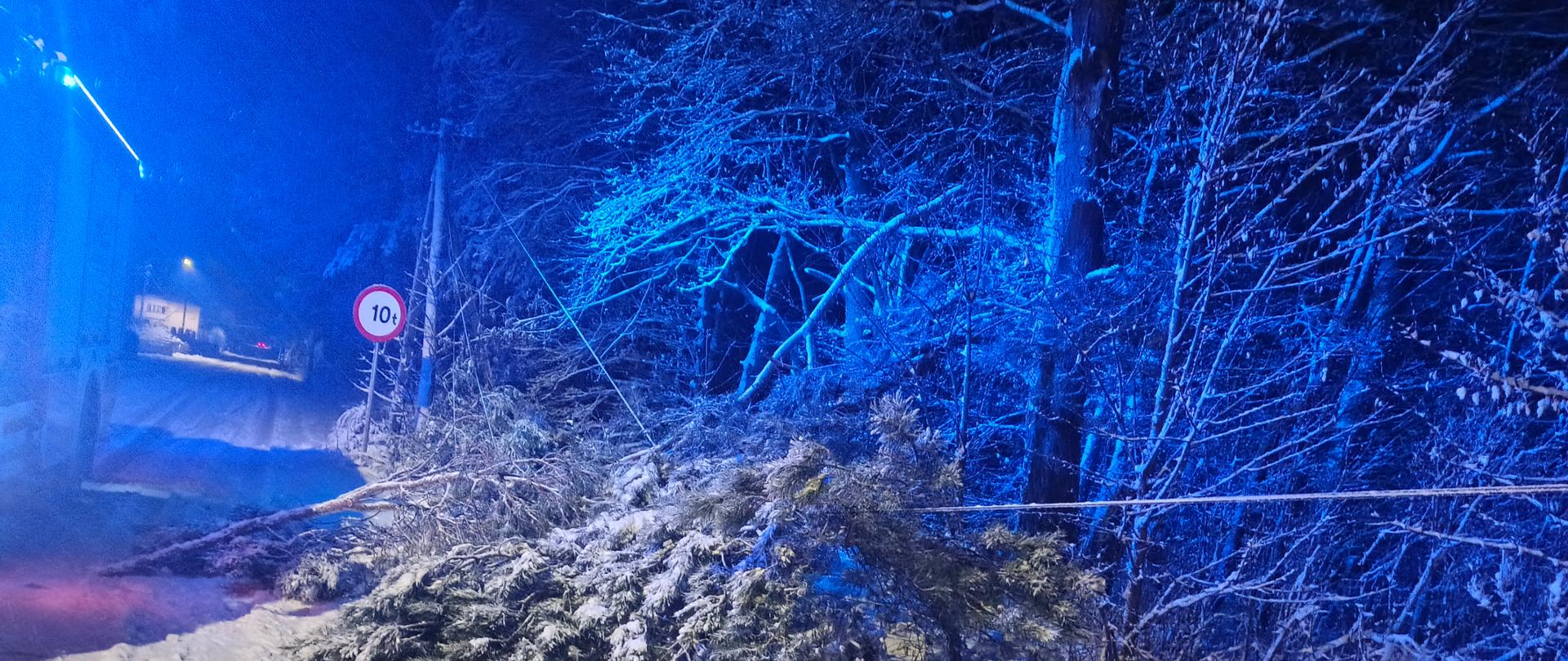 Powalone drzewo przysypane śniegiem, leży na linii energetycznej. 