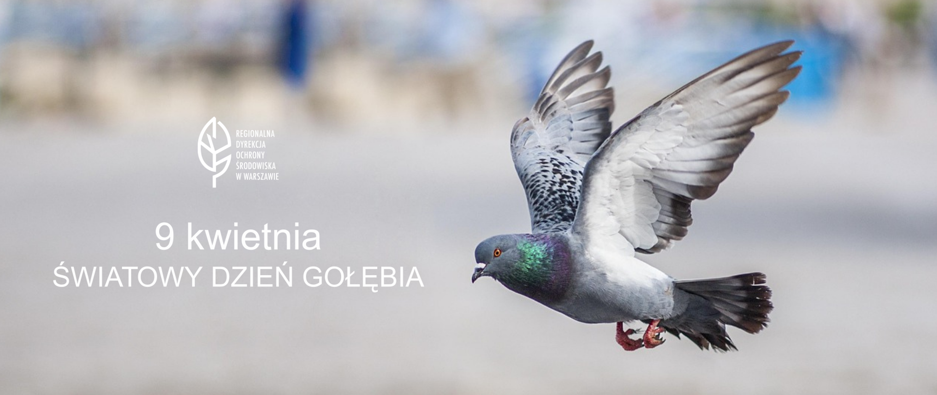 Gołąb miejski w locie, logo i informacja o Światowym Dniu Gołębia