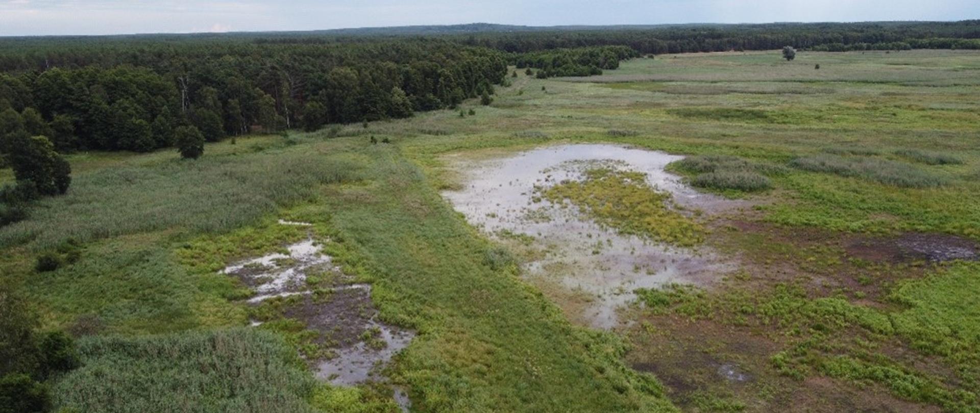Zdjęcie z lotu ptaka. Podmokła łąka, po lewej stronie w oddali las.