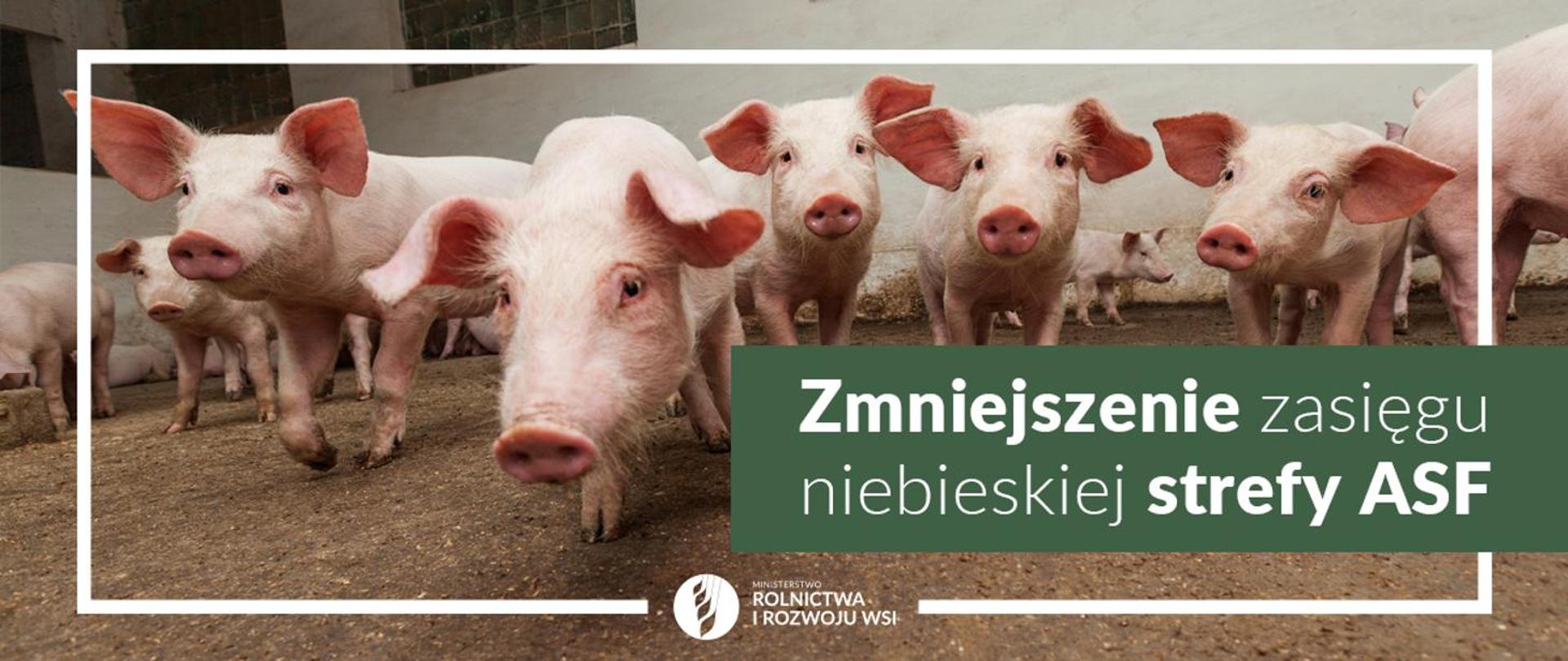 świnie się patrzą 