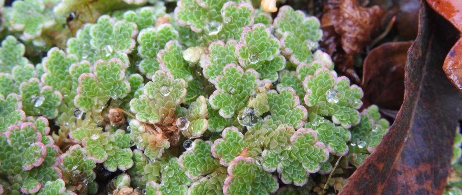 Azolla drobna