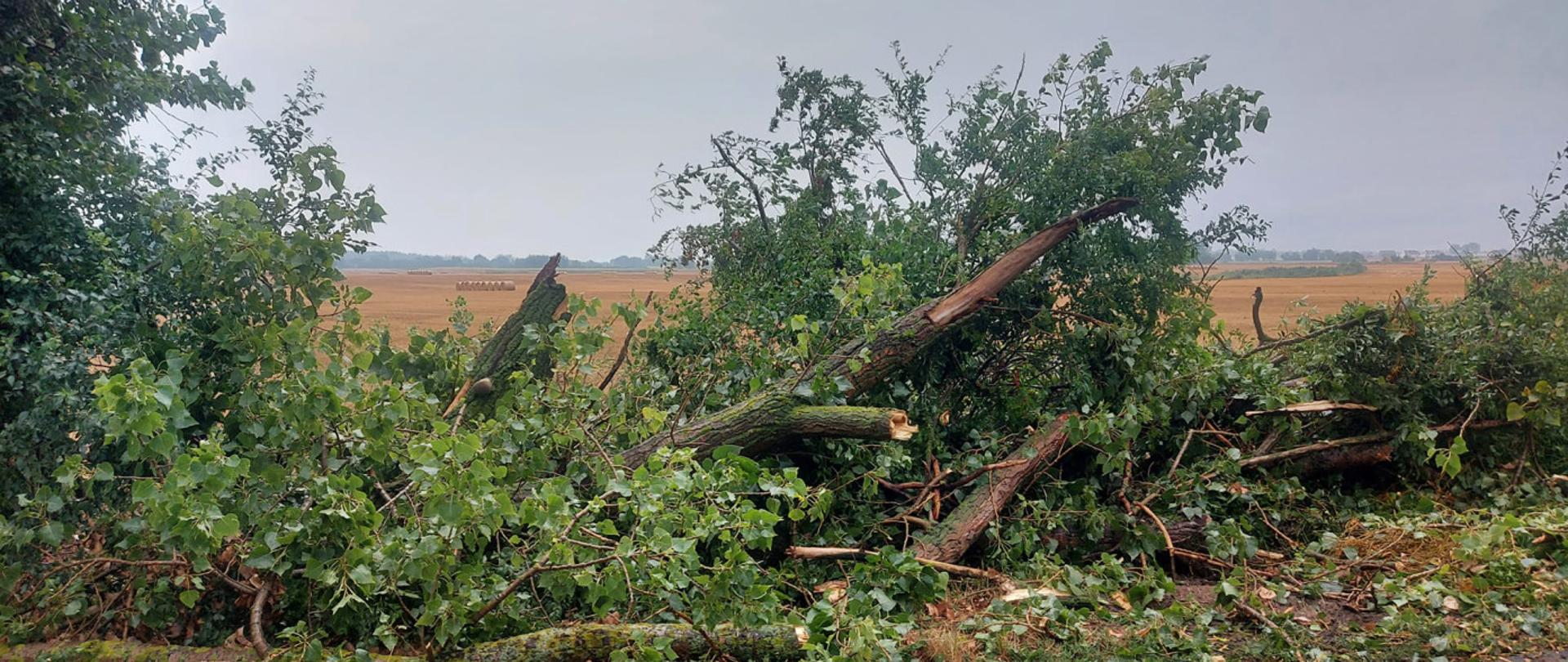 Widać drzewa na poboczu drogi