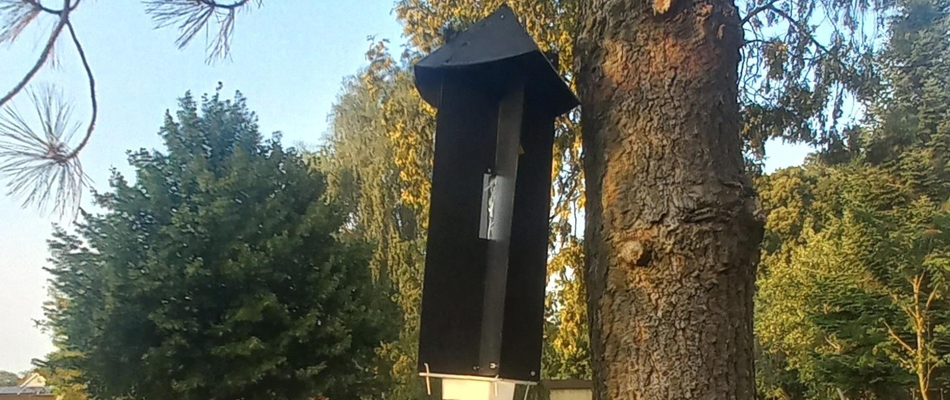 Zdjęcie przedstawia wiszącą na drzewie pułapkę feromonową do odłowu owadów z rodzaju Monochamus ssp.