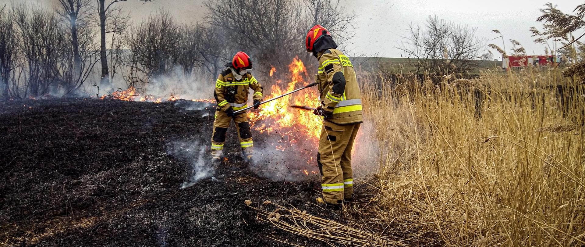 Na zdjęciu wśród palącej się suchej trzciny znajduje się dwóch strażaków, którzy gaszą palącą się trawę. Strażacy ubrani są w ubrania specjalne, na głowie mają założone hełmy, a na twarzy maski filtrujące. W oddali znajdują się drzewa, pole, a także wóz strażacki.