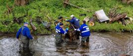 Akcje sprzątania rzek Polski południowo-zachodniej ze wsparciem regionów wodnych.