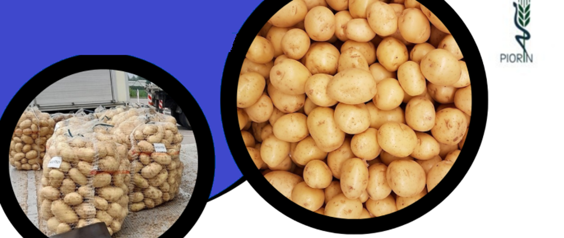 zdjęcie bulwy ziemniaka 