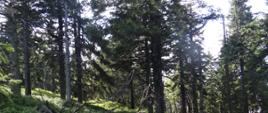 9410 górskie bory świerkowe (Piceion abietis, część – zbiorowiska górskie)