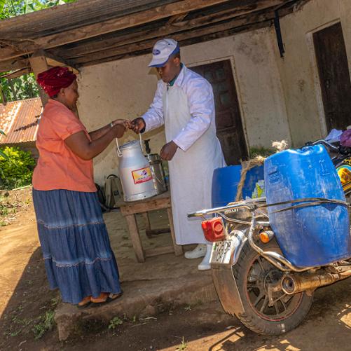 skup mleka do mleczarni