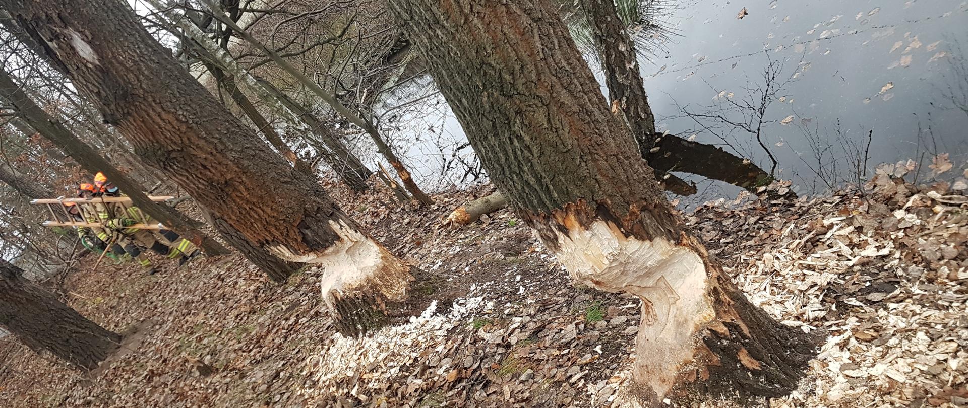 Zdjęcie zrobione na tle rowu melioracyjnego. Na zdjęciu dwa drzewa, których pnie zostały nadgryzione przez bobry. Drzewa stwarzają zagrożenie dla pobliskich budynków. Z lewej strony trzech strażaków z drabiną przenośną idzie w kierunku uszkodzonych drzew.