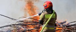 Strażak w ubraniu specjalnym trzymając linie gaśniczą zakończoną prądownicą gasi palące się drewno. 