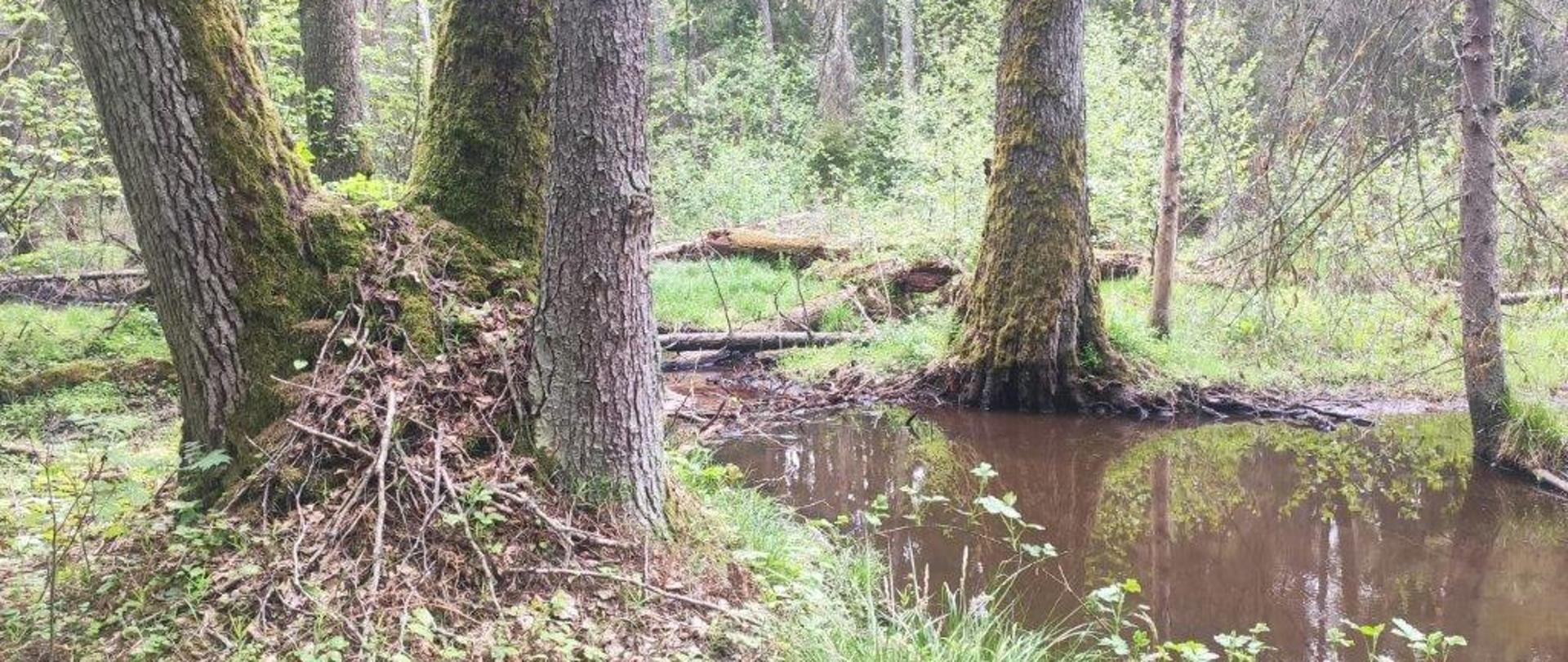 Projektowany rezerwat przyrody "Nad Studczkiem" - zdjęcie nr 3