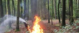 Widoczni są strażacy z prądem wody, którzy gaszą pożar lasu.