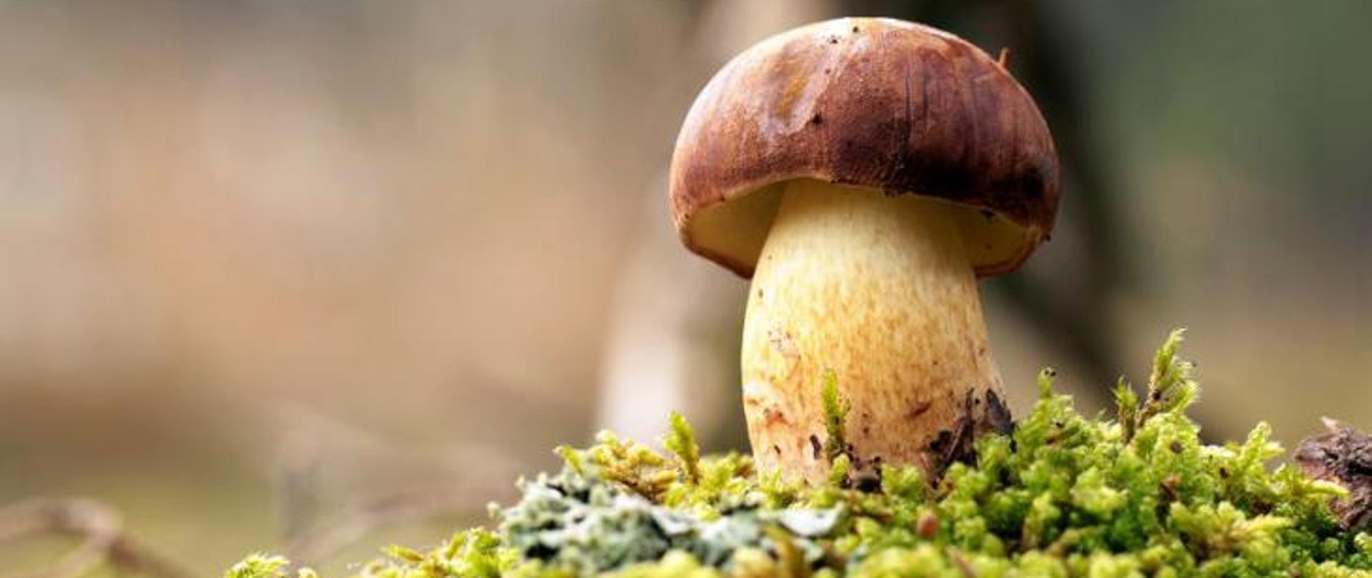 ważne informacje grzyby