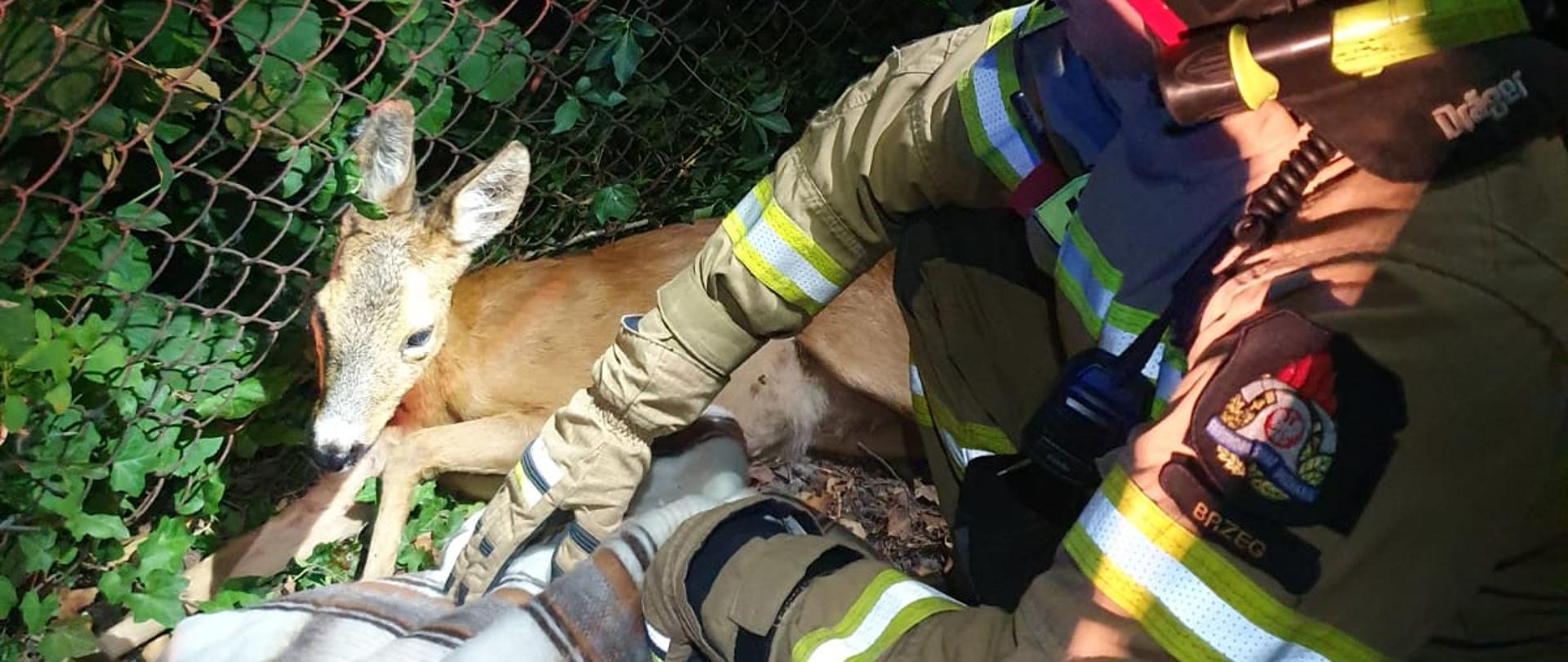 Sarna uwięziona w ogrodzeniu cmentarza przy ul. Makarskiego w Brzegu