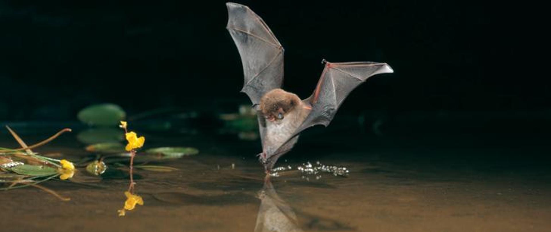 Nietoperz z rozłożonymi skrzydłami ląduje na wodzie. Jego postać odbija się w tafli wody. Obok żółte kwiaty roślin wodnych.