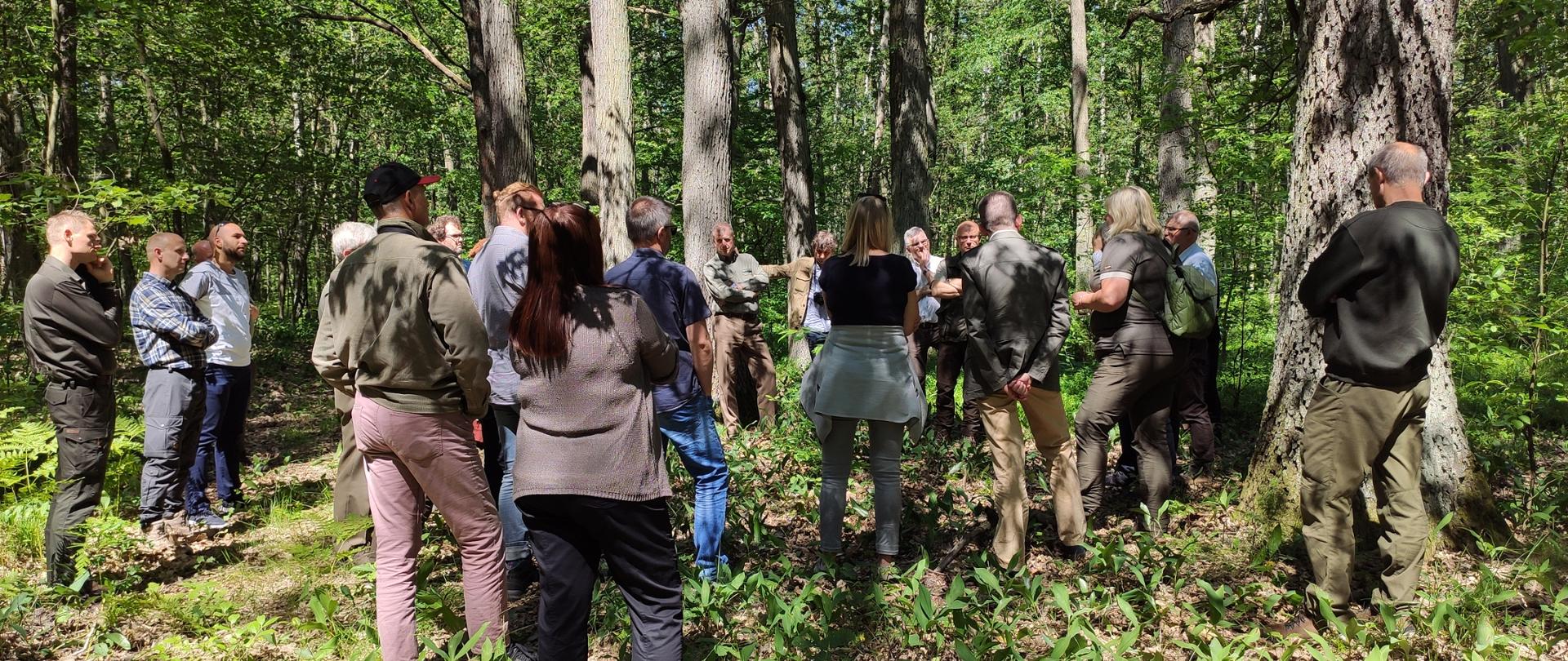 
Ludzie w lesie, stoją tyłem. 
