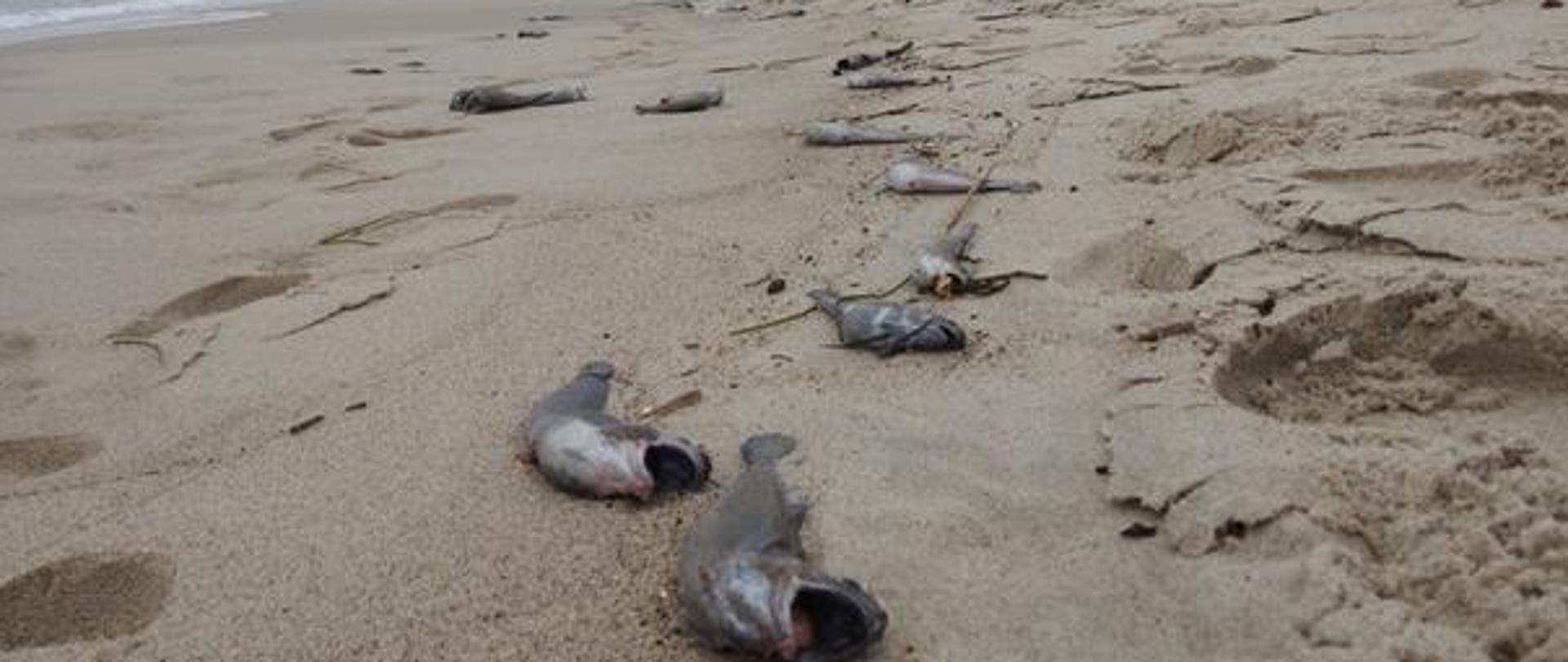 Martwe ryby na plaży