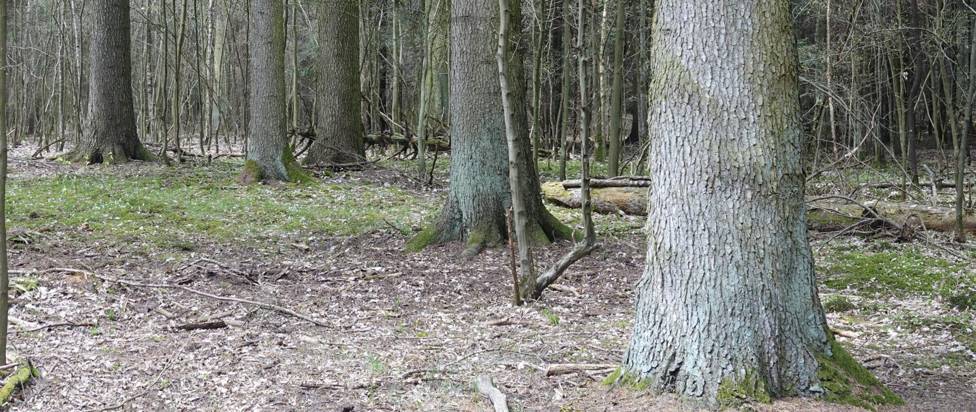 Runo i pnie drzew iglastych w lesie