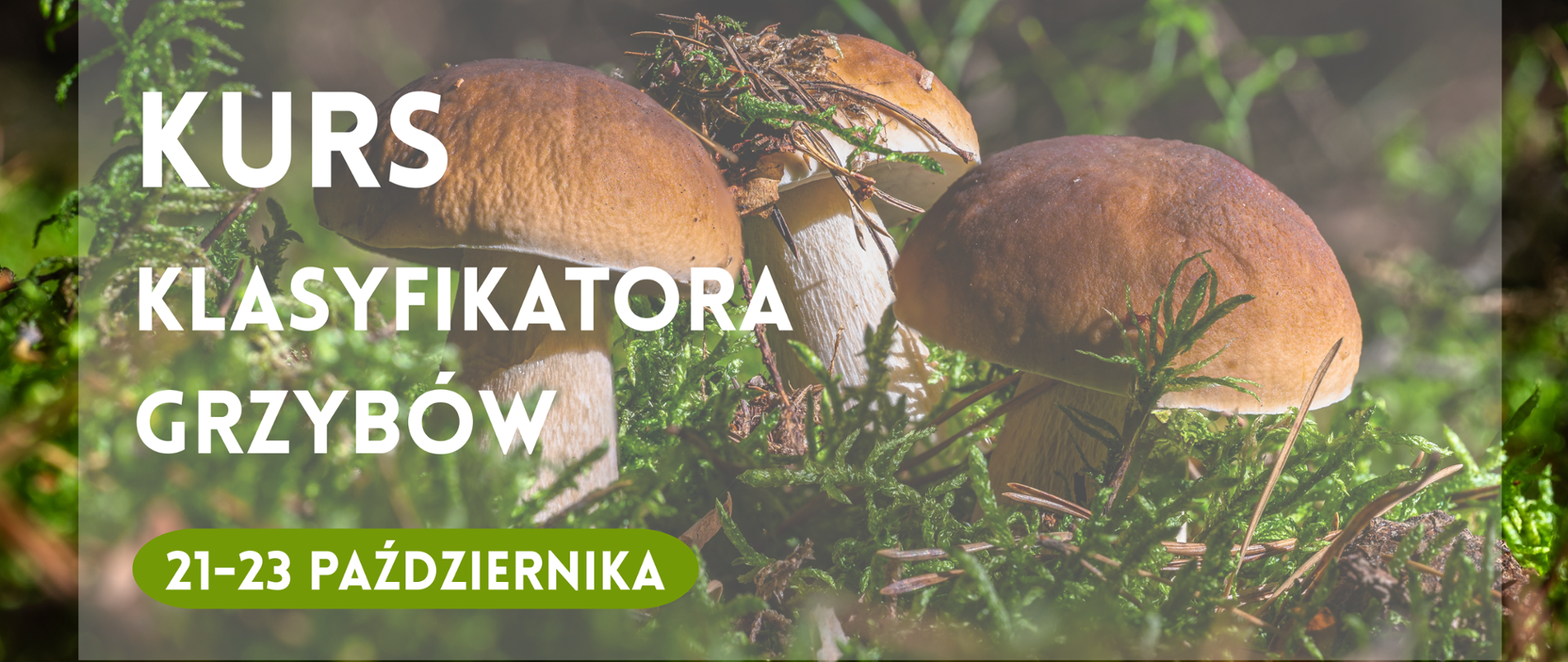 W tle grzyby w lesie, na wierzchu zdjęcia napis: kurs klasyfikatora grzybów , 21-23 Października