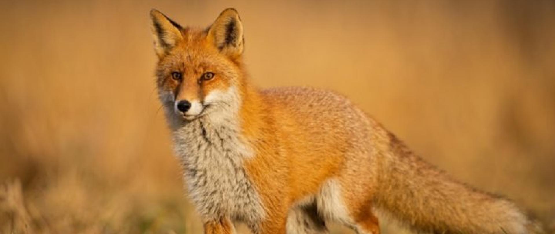 Na zdjęciu widać lisa rudego