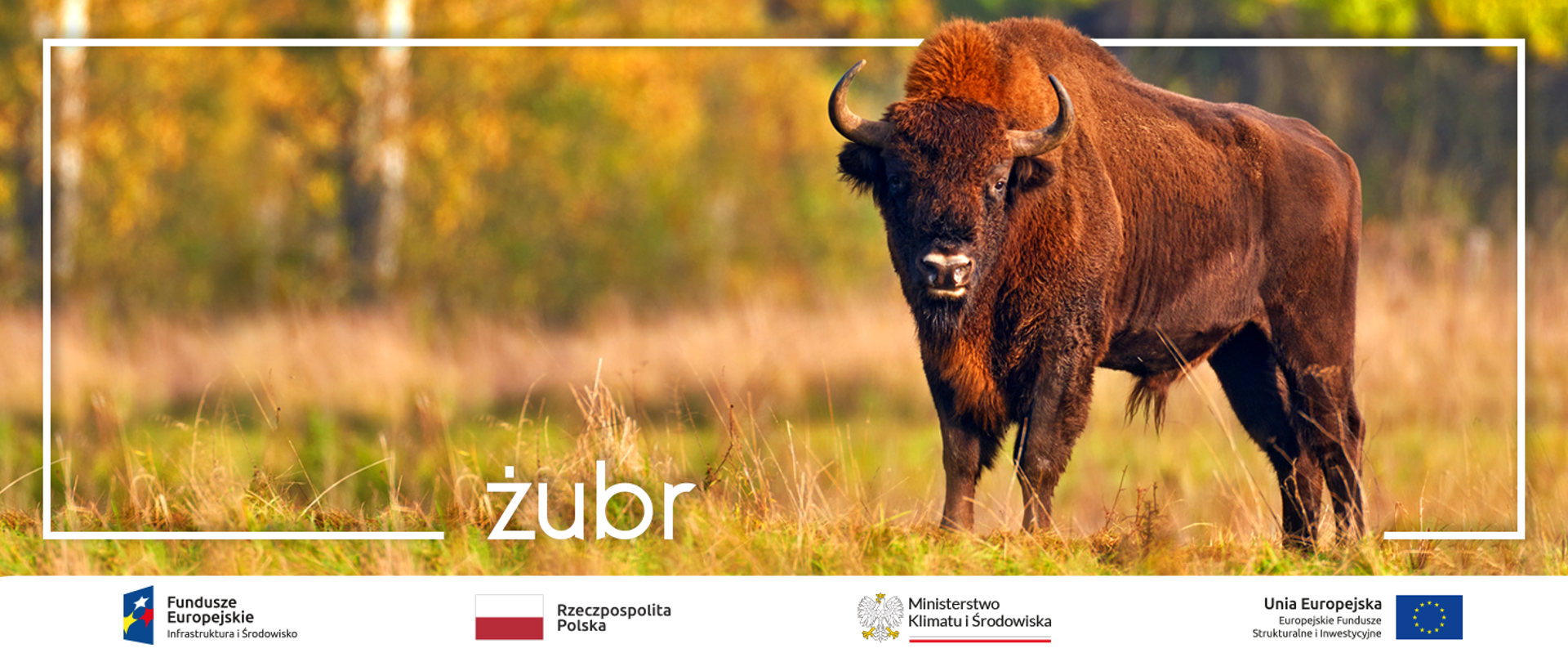  Kompleksowa ochrona żubra w Polsce oraz Rozszerzenie działań Bazy Obsługi Żubrów
