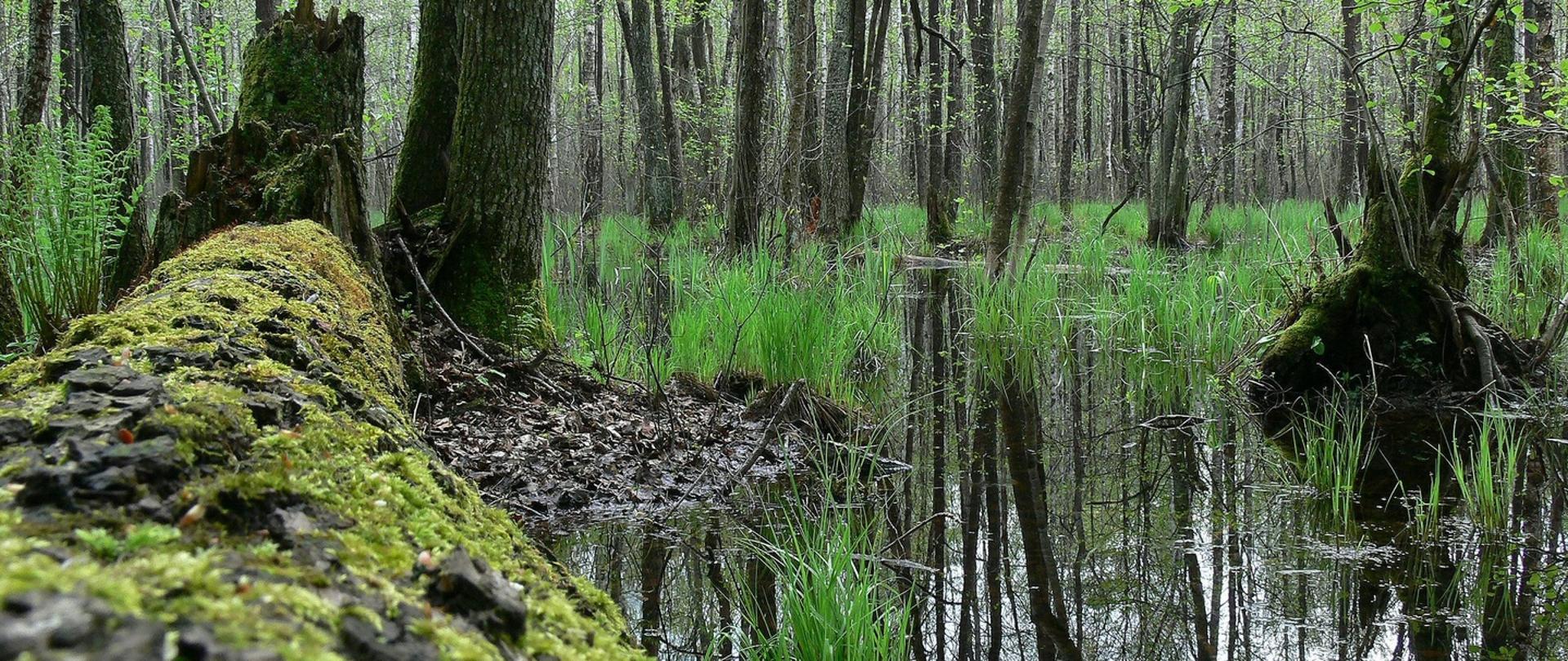 Dwadzieścia procent terytorium Polski, szesnaście lat doświadczeń. Dzień Natury 2000 