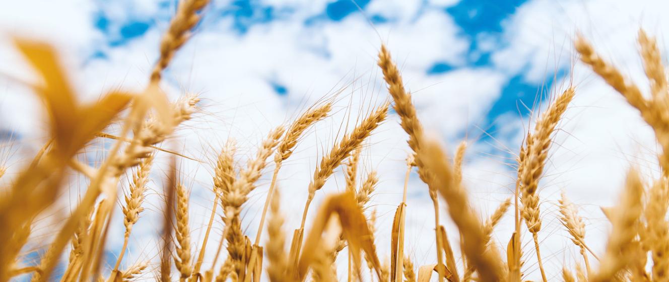Comisia Europeană a extins interdicția importurilor de cereale din Ucraina – Ministerul Finanțelor – Administrația Națională a Venitului