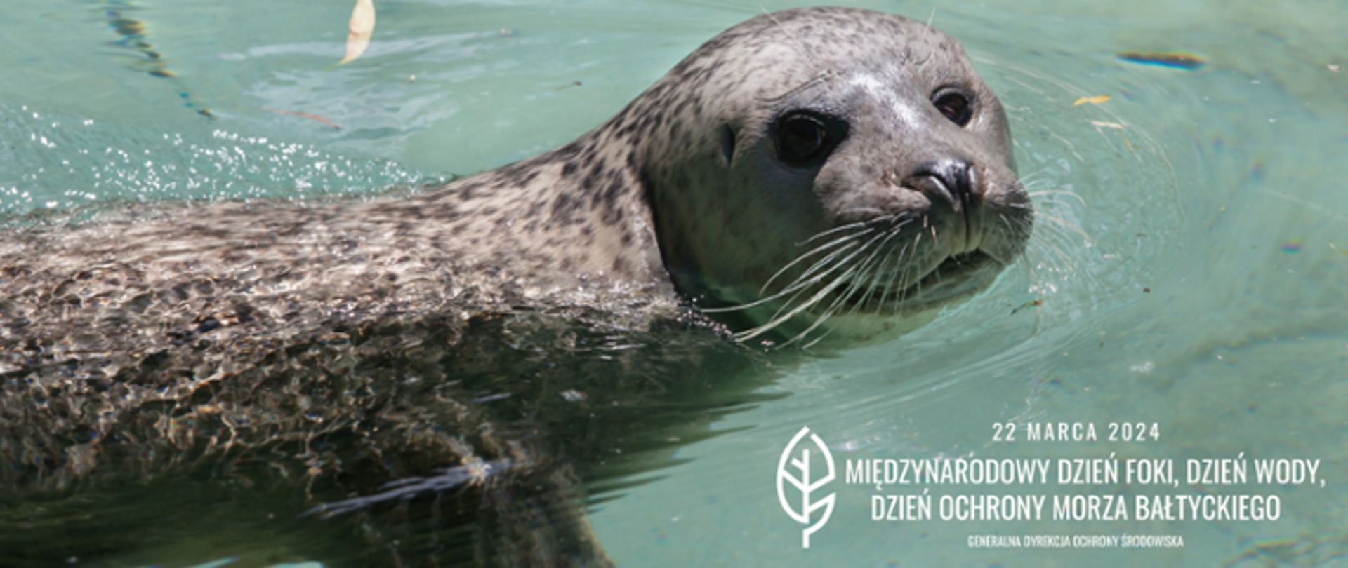 Foka w wodzie z uniesionym łbem ponad jej taflę. W prawym dolnym roku napis 22 marca 2024 Międzynarodowy Dzień Foki, Dzień Wody, Dzień Ochrony Morza Bałtyckiego oraz logo Generalnej Dyrekcji Ochrony Środowiska (biały liść).