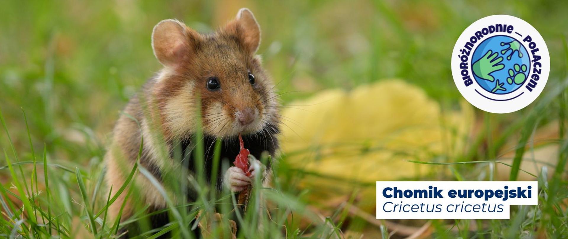 Na zdjęciu widoczny jest chomik europejski. Na dole zdjęcia widnieje napis: Chomik europejski, Cricetus cricetus Na górze grafiki, w prawym górnym rogu zamieszczone jest logo kampanii z hasłem Bioróżnorodnie połączeni.