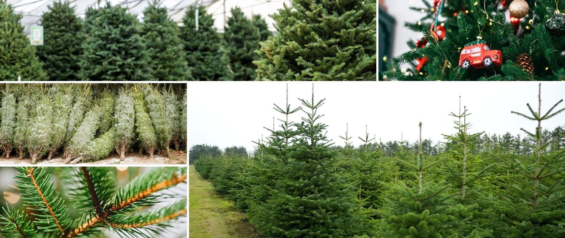 drzewka świąteczne