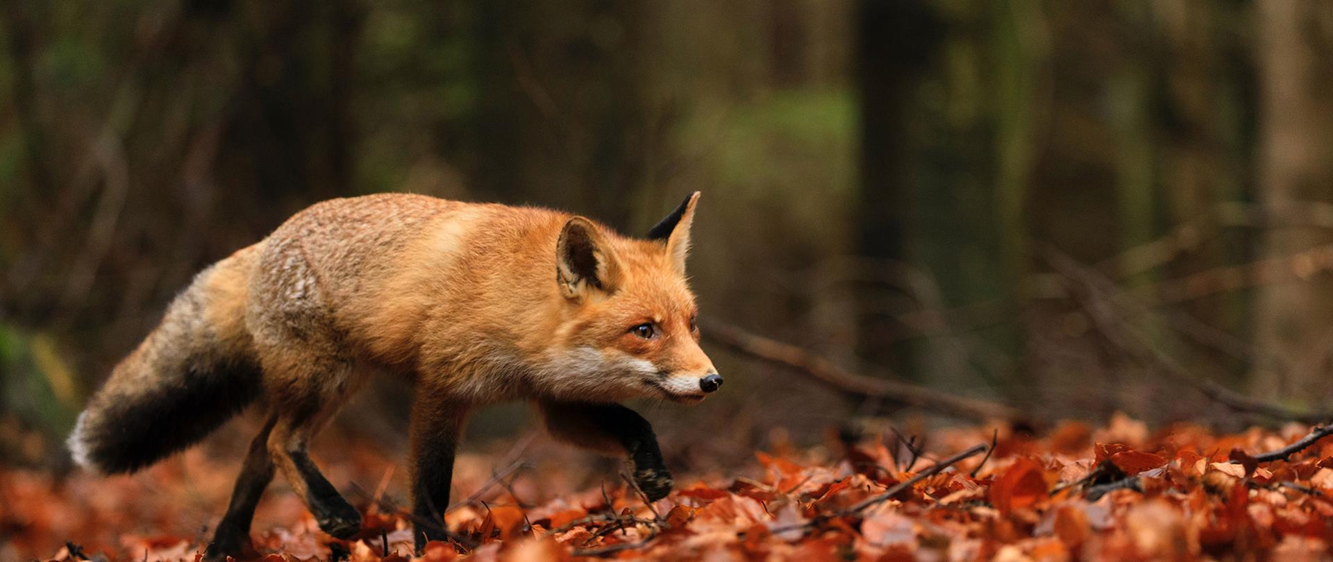 Lis w swoim środowisku naturalnym. 