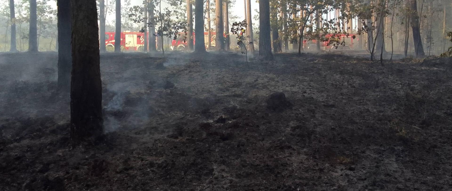Wczesny poranek, spalone – jeszcze dymiące się poszycie leśne, widać opalone drzewa oraz krzewy. W oddali pomiędzy drzewami widać trzy czerwone samochody strażackie. 