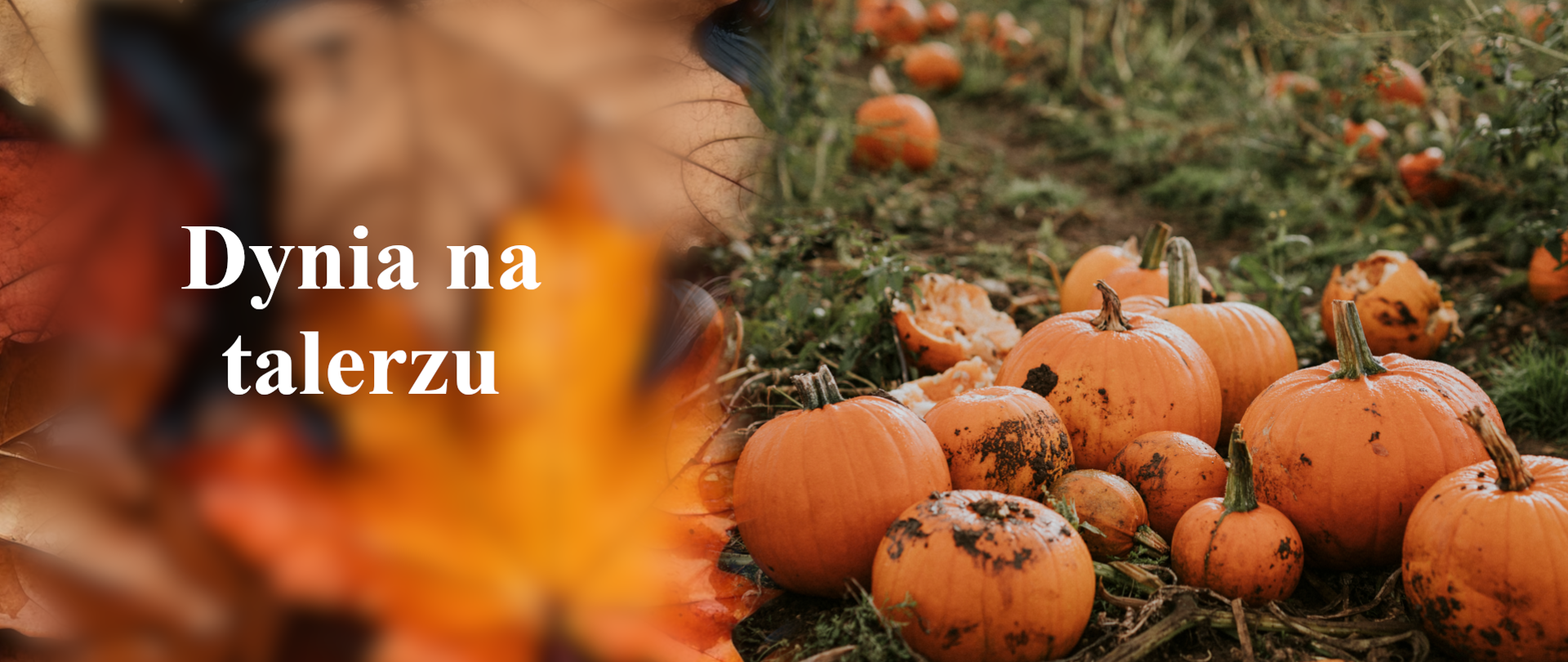 baner - dynia na talerzu