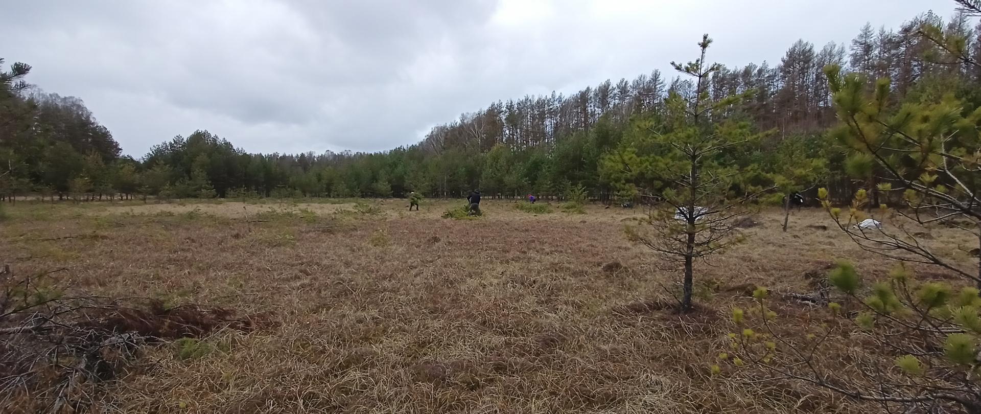 Pracownicy RDOŚ podczas usuwania samosiewu drzew na bagnie