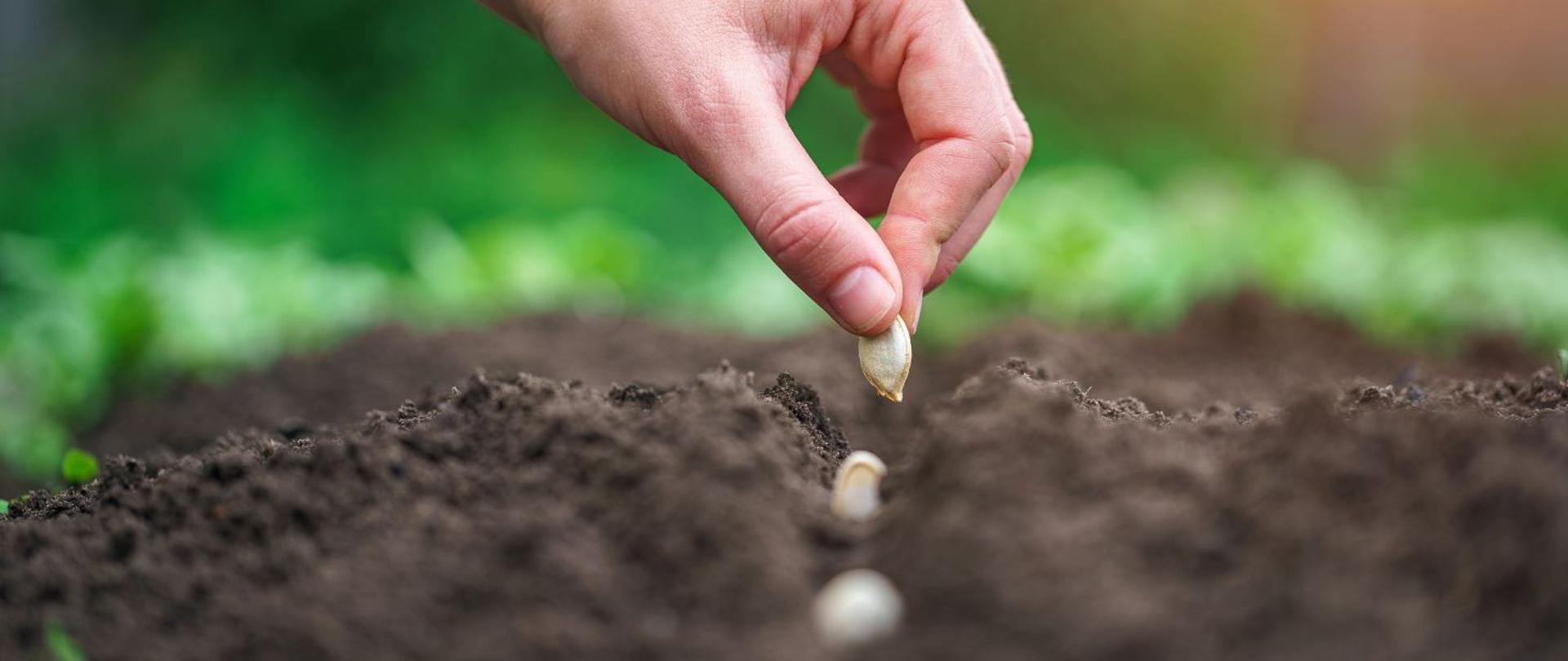 Zdjęcie przedstawia zbliżenie dłoni, która umieszcza nasiono dyni w ziemi. Pierwszy plan oraz tło są nieostre, co skupia uwagę na siewie nasion. 