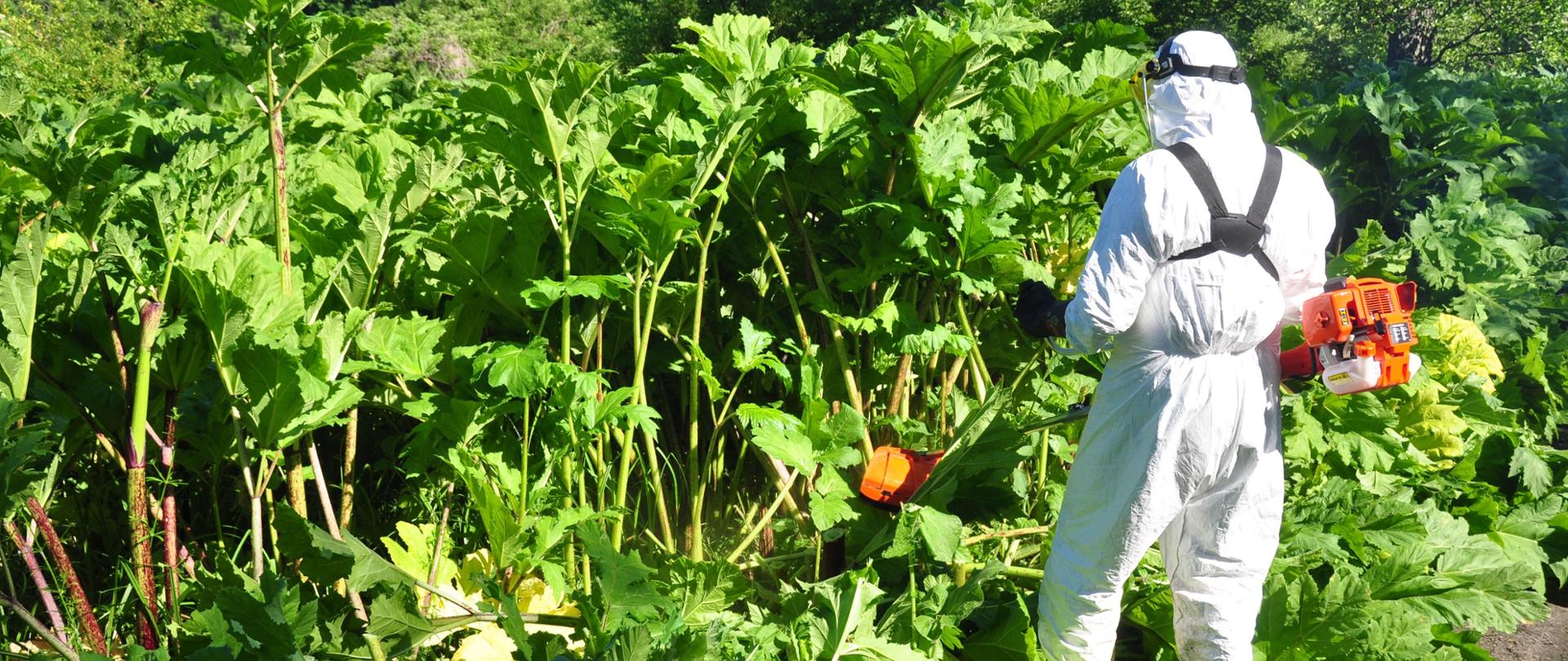 Prace pilotażowe - pracownik w białym kombinezonie stoi przed rozłożystymi Barszczami Sosnowskiego