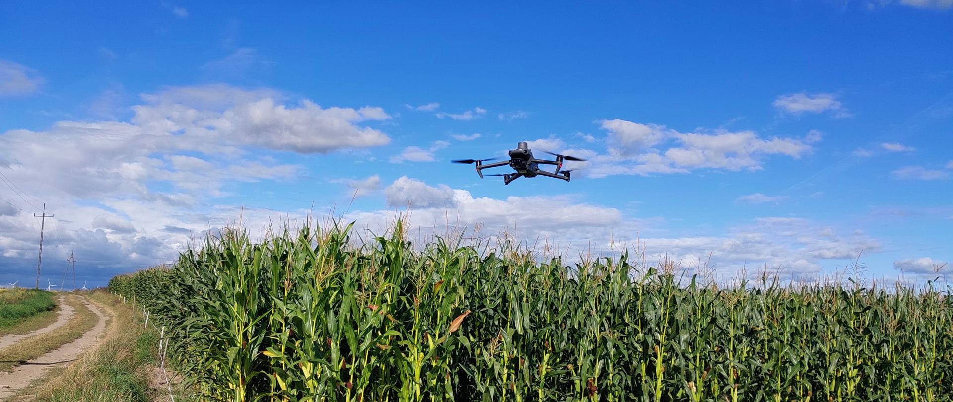 Zdjęcie przedstawia bezzałogowy statek powietrzny unoszący się nad polem kukurydzy.