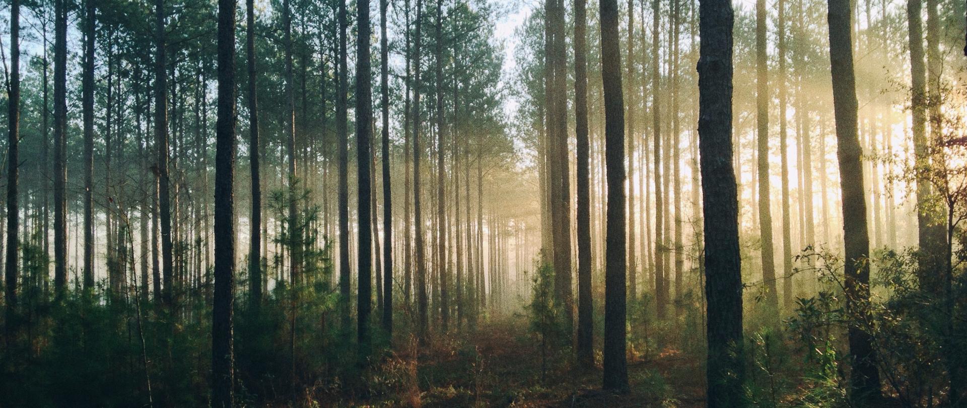Zdjęcie przedstawiające gęsty las i przebijający między drzewami wschód słońca