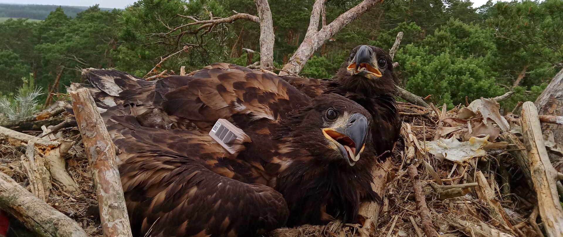 Dwa ciemne ptaki w gnieździe. Patrzą w obiektyw. Na jednym z nich widoczny mały odbiornik.