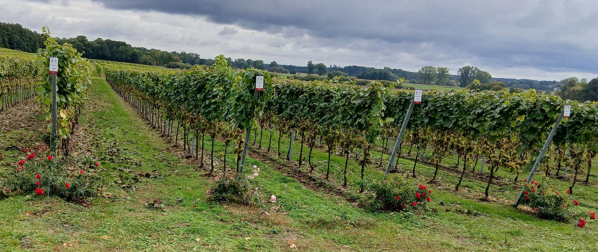 Krzewy róż w winnicy