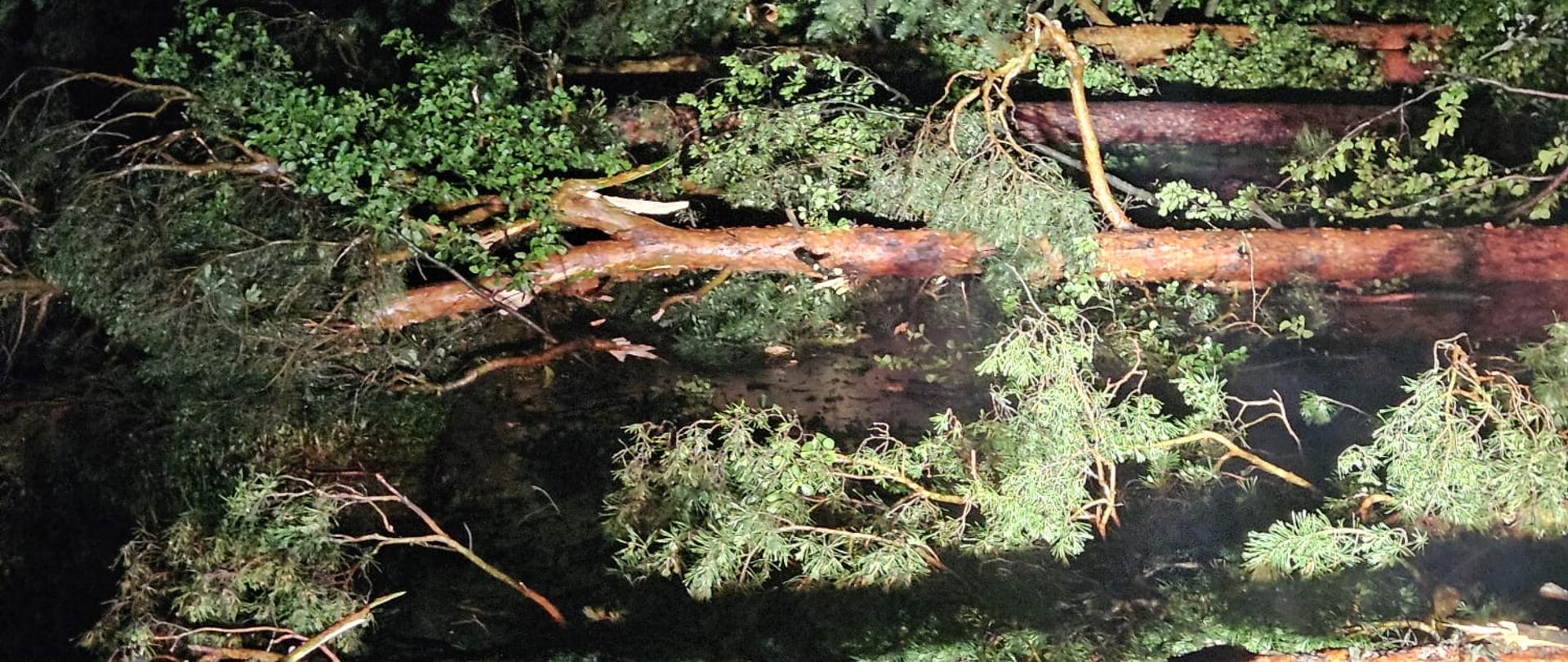 Zdjęcie przedstawia drzewa przewrócone na drogę między Szałasem a Zagnańskiem.