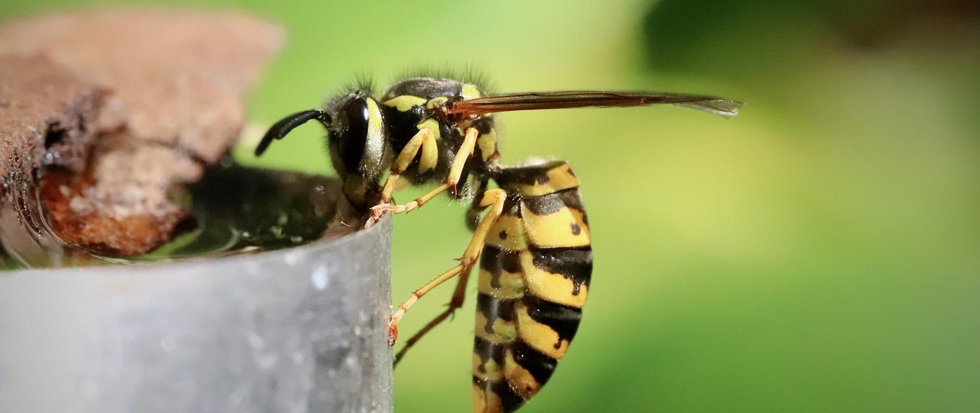 Zdjęcie przedstawia osę pijącą wodę w bardzo dużym przybliżeniu. W tle zielony rozmazany obraz