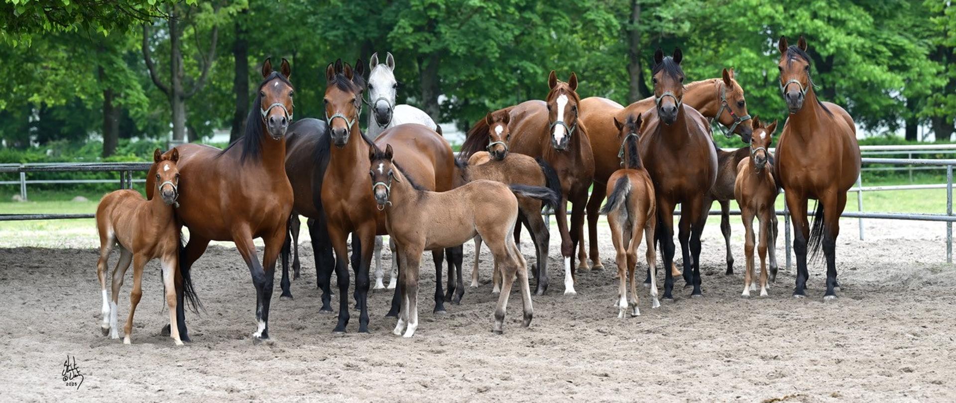 Dni Konia Arabskiego 2025