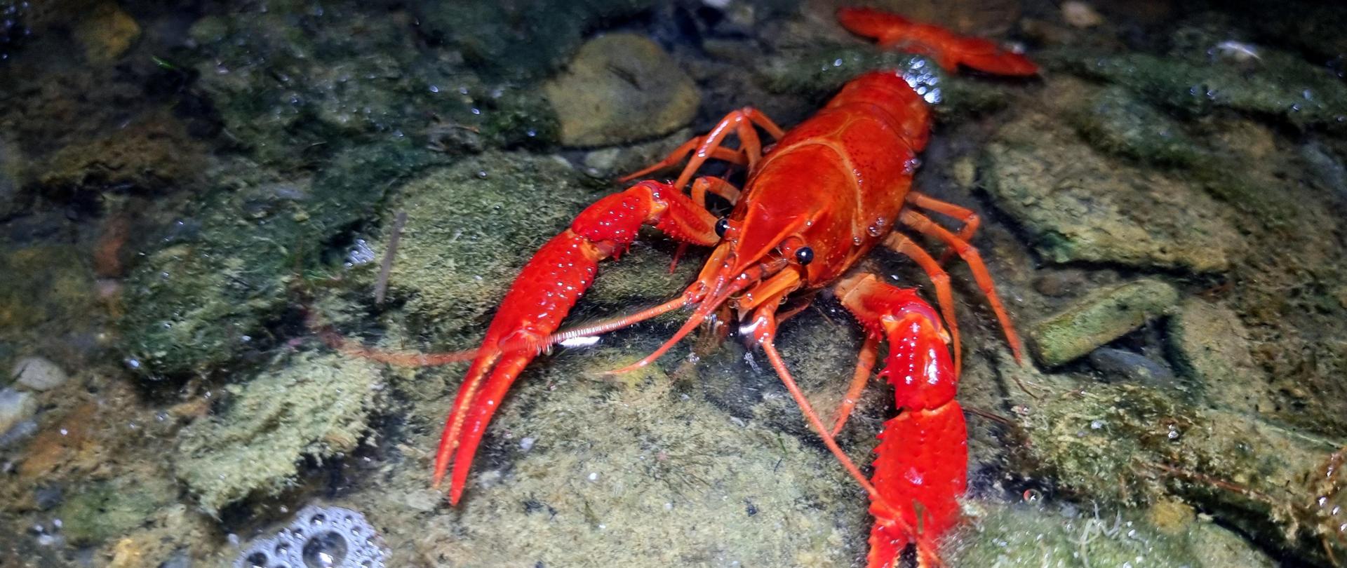 Rak luizjański - działania zaradcze Fot. R.Maciaszek